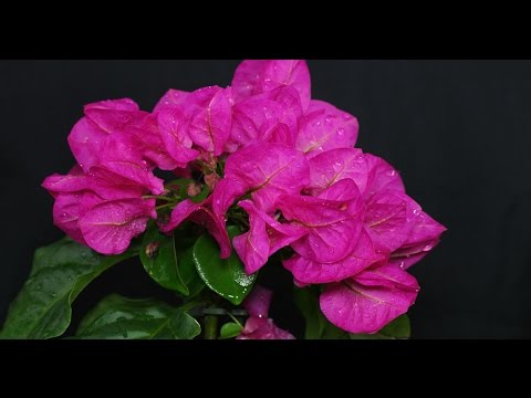 Bougainvillea sp. / Drillingsblume / Paper Flower