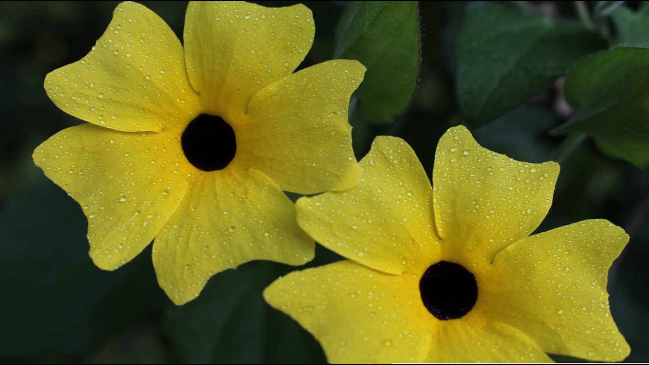 Schwarzäugige Susanne (Thunbergia alata) Flower  ✔