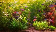 Aquarium im Urlaub