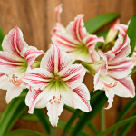 Blütenwunder Amaryllis