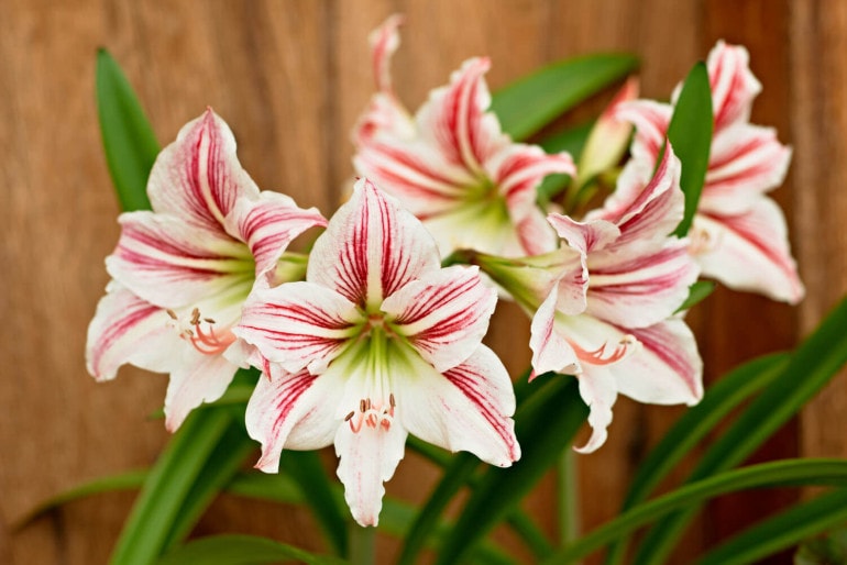 Blütenwunder Amaryllis: Überwinterung und Pflege