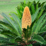 Cycas: Die extravagante Zimmerpflanze