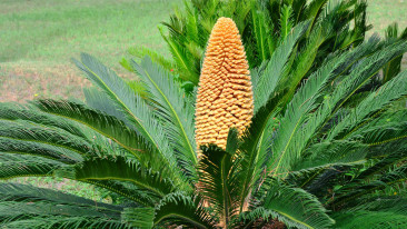 Cycas Revoluta