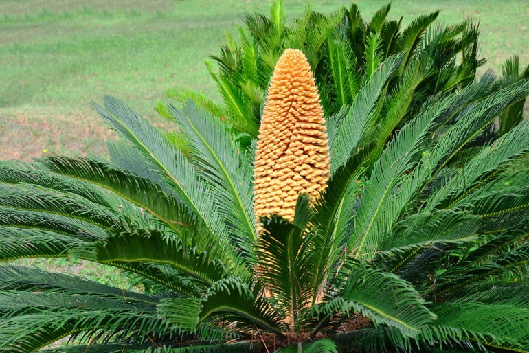 Cycas Revoluta