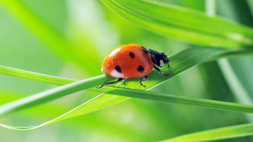 Marienkäfer im Garten: Glücksbringer oder Plage?