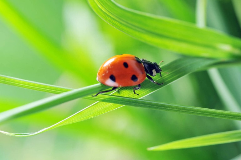 Marienkäfer im Garten: Glücksbringer oder Plage?