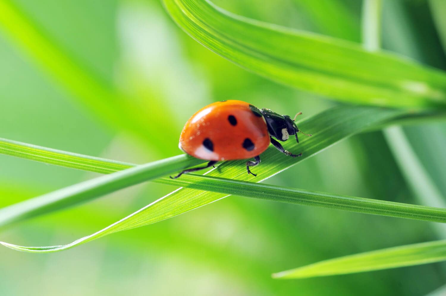 Marienkäfer im Garten Glücksbringer oder Plage? HeimHelden®