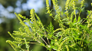 Beifußblättrige Traubenkraut (Ambrosia artemisiifolia)