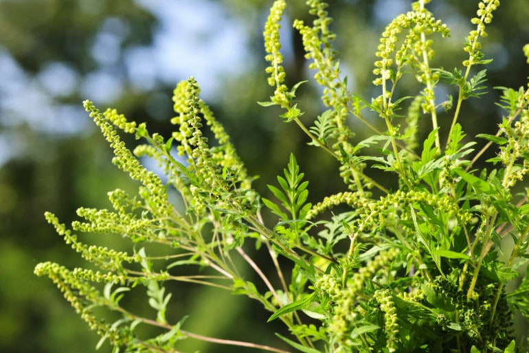 Beifußblättrige Traubenkraut (Ambrosia artemisiifolia)