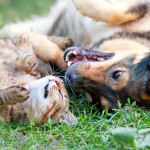 Katze und Hund