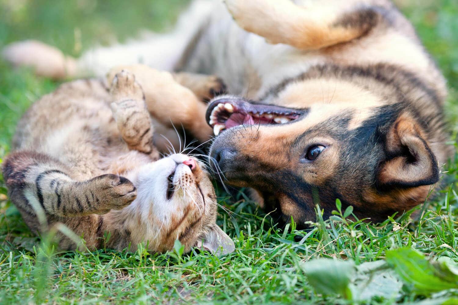 Katze und Hund