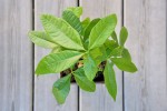 Pachira Aquatica, die Glückskastanie