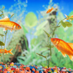 Tipps zum Kauf eines Aquariums