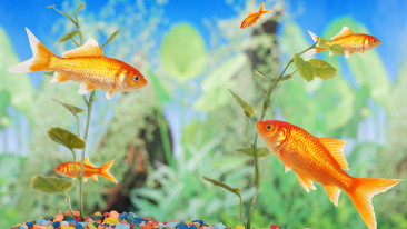 Tipps zum Kauf eines Aquariums