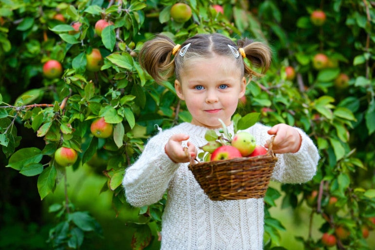 Apfelbaum: Infos zur Pflege und Anbau