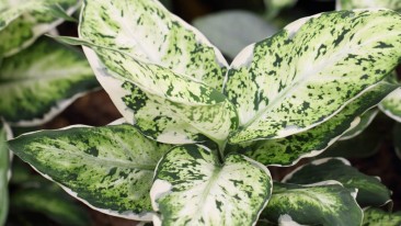 Dieffenbachia: Infos zur dekorativen, aber giftigen Zimmerpflanze