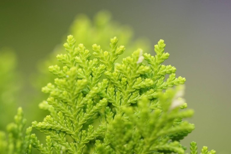 Thuja Occidentalis Smaragd, der Abendländliche Lebensbaum