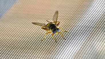 Fliegengitter: Ein simpler, wirkungsvoller Insektenschutz