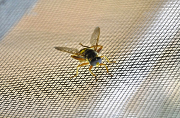 Fliegengitter: Ein simpler, wirkungsvoller Insektenschutz
