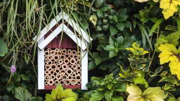 Insektenhotel im heimischen Garten: Informationen zum Insektenhaus