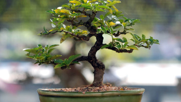 Bonsai – ein Baum für die Wohnung
