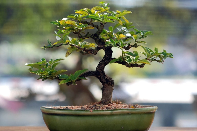 Bonsai – ein Baum für die Wohnung