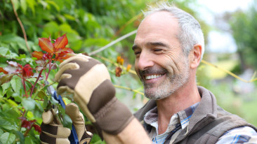 Die Königin der Blumen: Wie man Rosen richtig pflegt