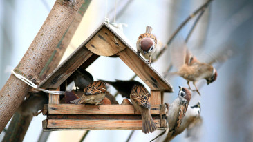 Vogelfutter selber machen: Tipps und Rezepte