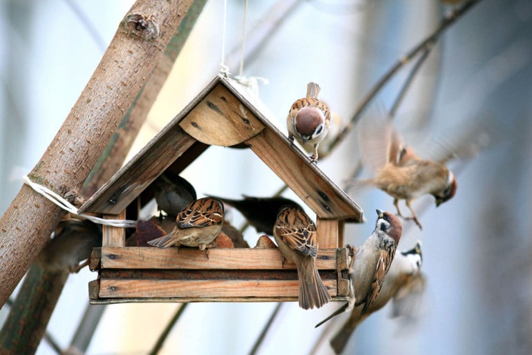 Vogelfutter selber machen: Tipps und Rezepte