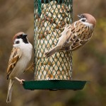 Wie man Vögel richtig füttert