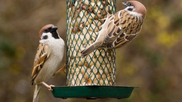 Vogelfutter: Wie man Vögel richtig füttert