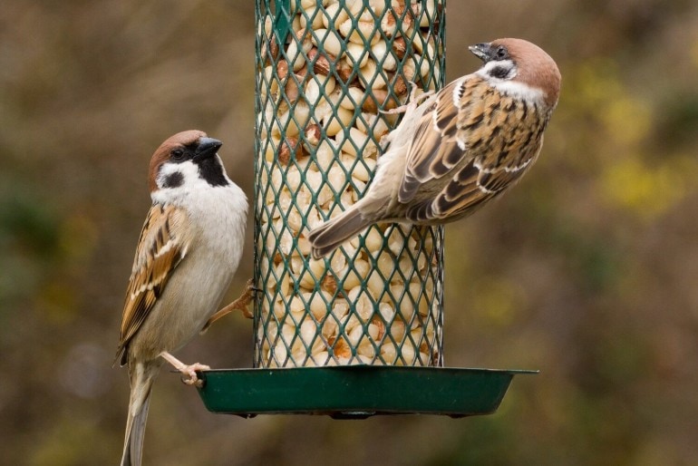 Vogelfutter: Wie man Vögel richtig füttert