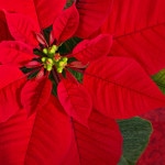 Weihnachtsstern