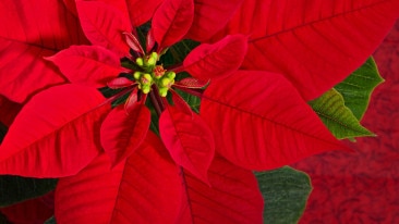 Weihnachtssterne oder Poinsettia