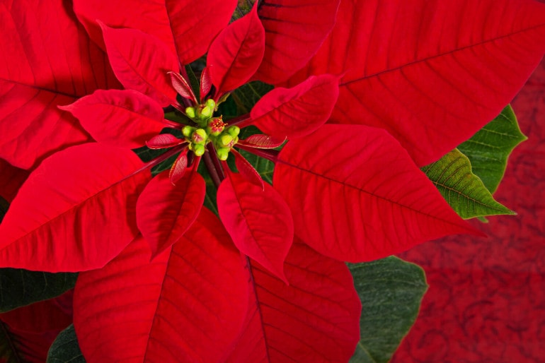 Weihnachtssterne oder Poinsettia