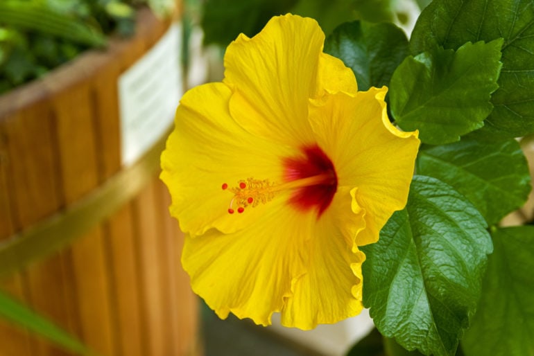 Hibiskus oder Eibisch (Hibiscus) – Standort, Pflege und Krankheiten