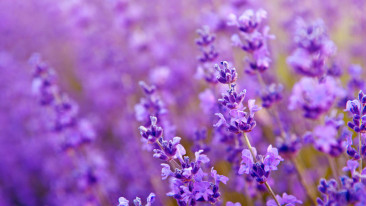 Lavendel