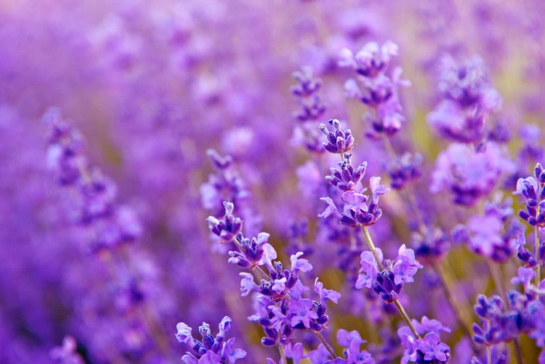 Lavendel