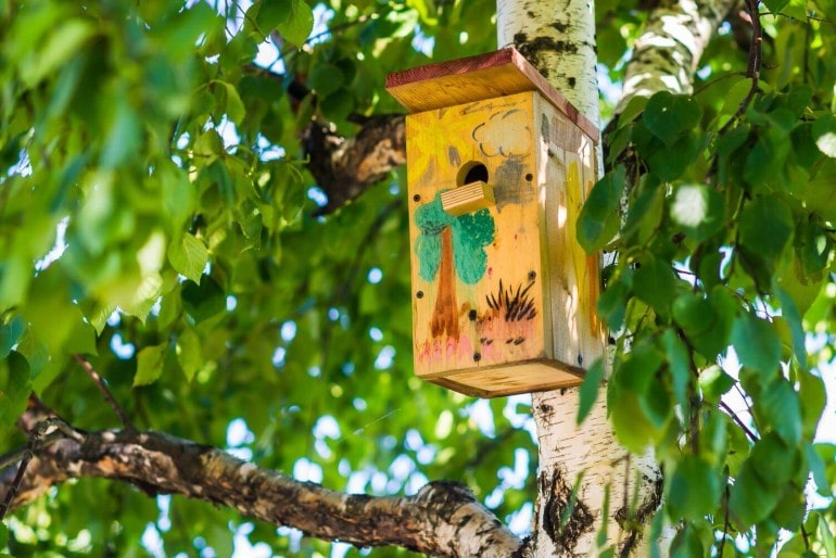 Der Nistkasten, Heimat der Vogelfamilie