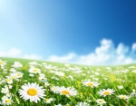 Alles zu Gänseblümchen