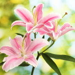 Lilien – Tipps zur Pflege