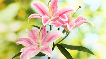 Lilien (Lilium) – kaufen & alles zur Pflege