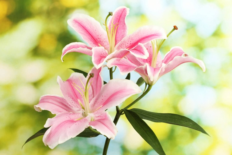 Lilien (Lilium) – kaufen & alles zur Pflege