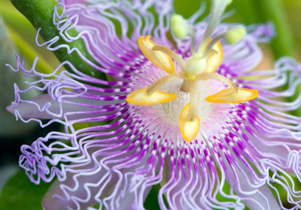 Passionsblume – Alles zu Herkunft und Pflege