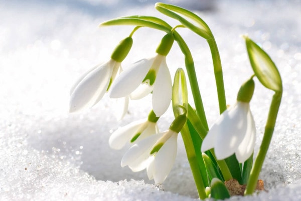 Schneeglöckchen – Alles zur Pflege