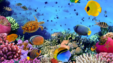 So richtet man ein Aquarium als Eyecatcher ein