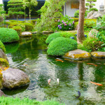 Das müssen Sie beim Teich in Ihrem Garten beachten