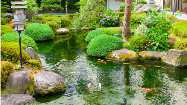 Das müssen Sie beim Teich in Ihrem Garten beachten