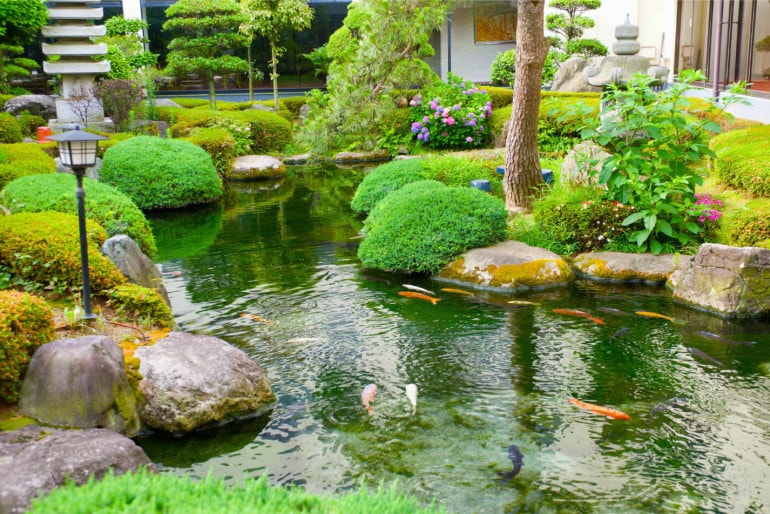 Das müssen Sie beim Teich in Ihrem Garten beachten