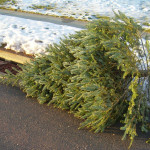 Den Weihnachtsbaum umweltgerecht und sicher entsorgen